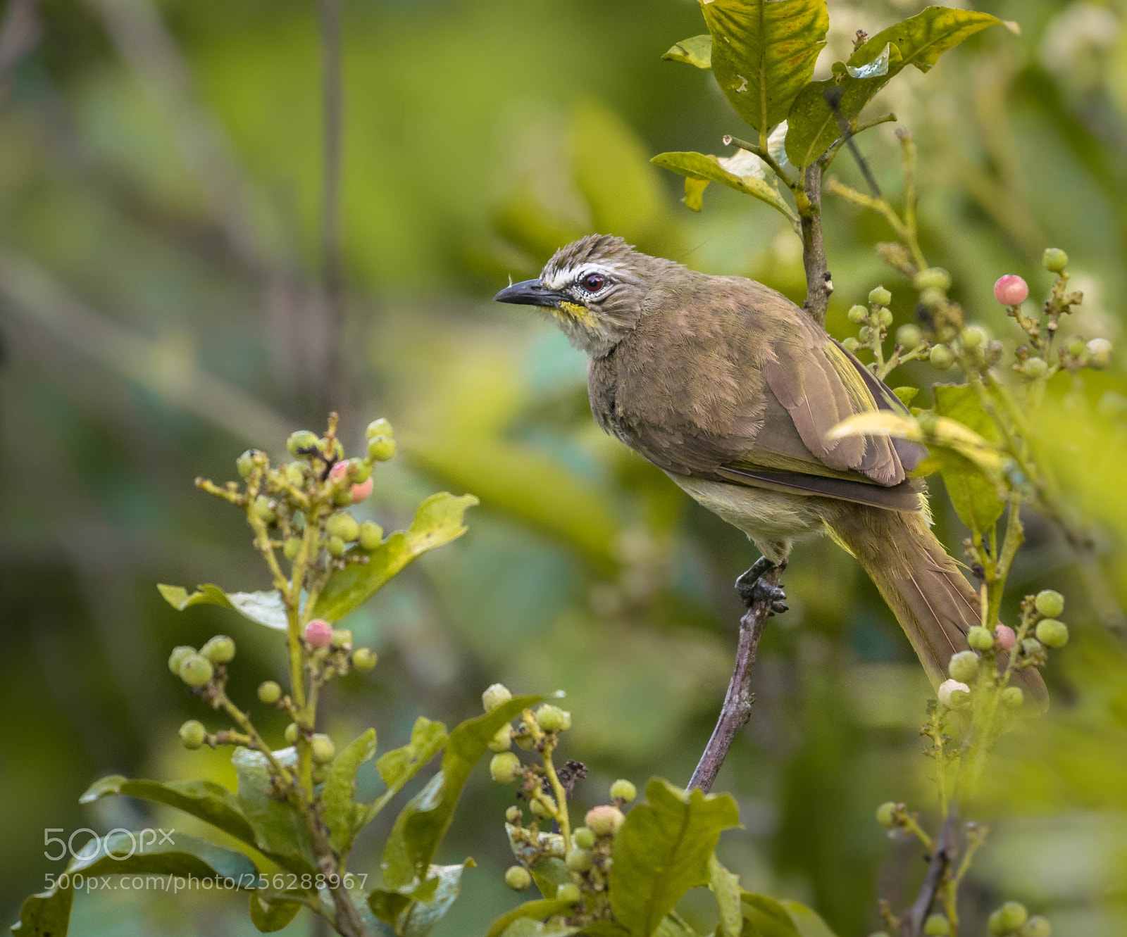 Nikon D5300 sample photo. White browed bulbul photography