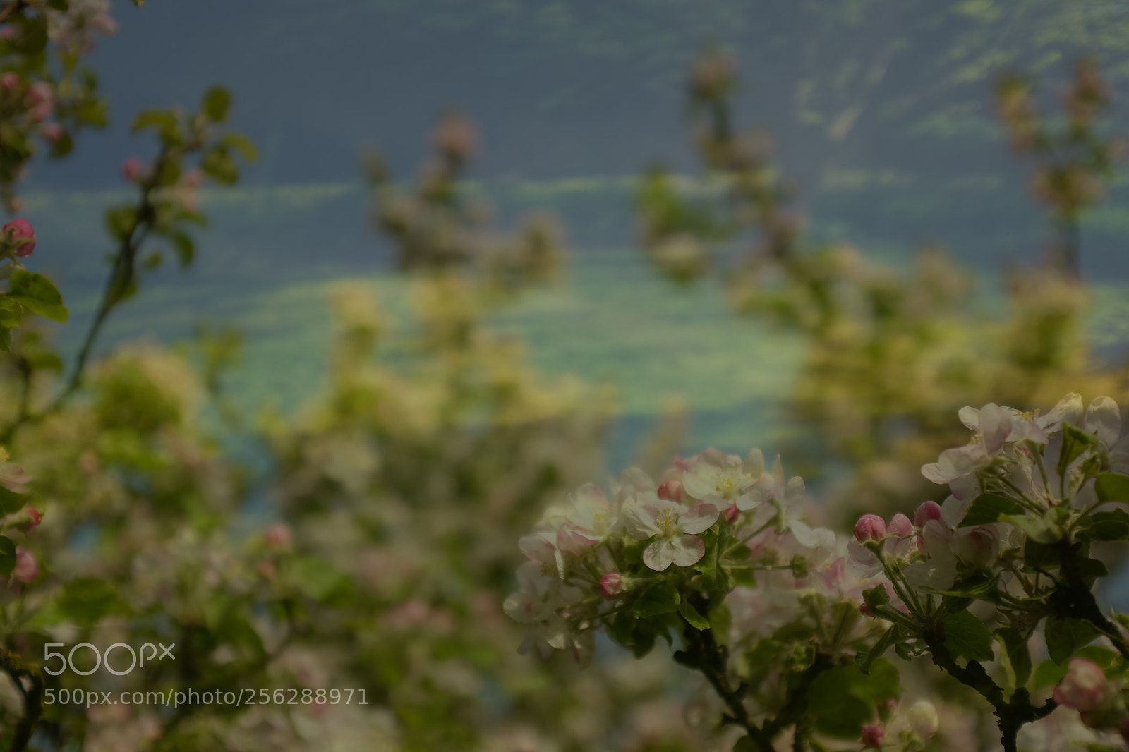 Fujifilm X100T sample photo. Spring photography