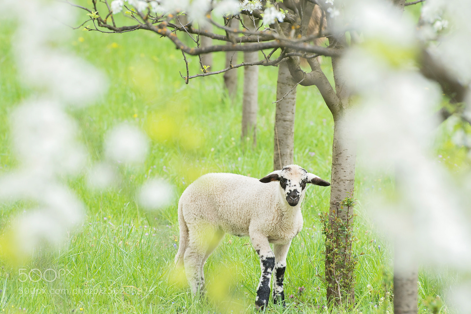 Nikon D7200 sample photo. Little lamb in the photography