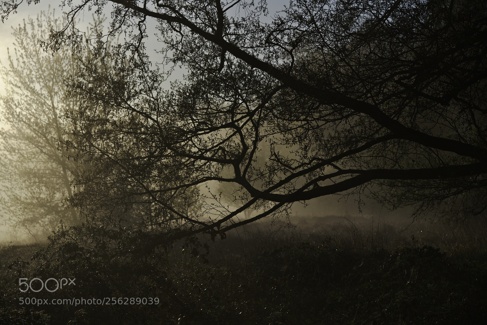 Nikon D750 sample photo. Grassland4 photography