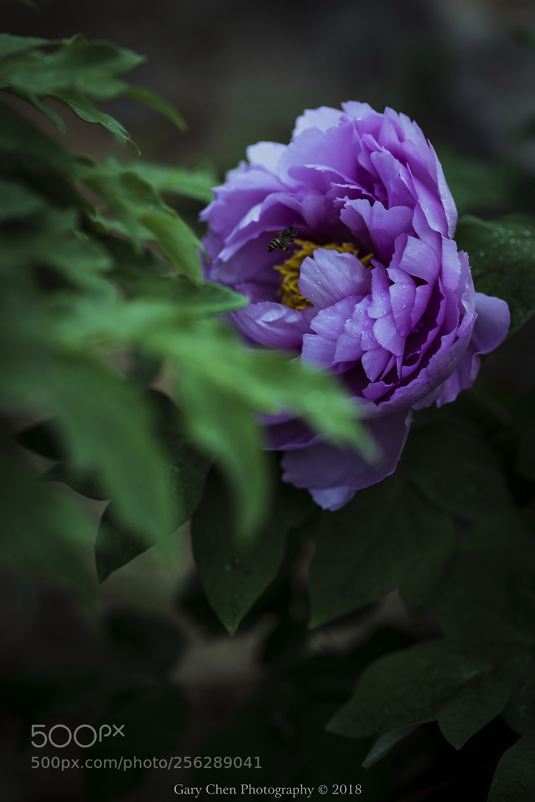 Nikon D810 sample photo. 富贵花牡丹peony photography