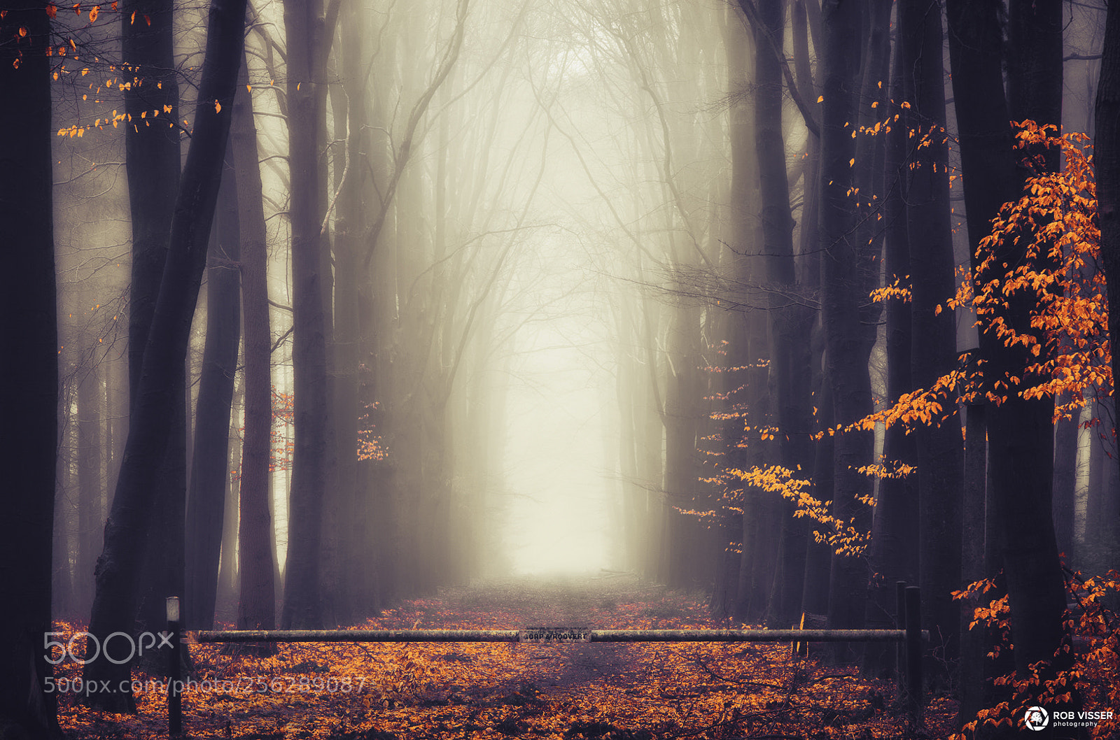 Nikon D5100 sample photo. Autumns' gate photography