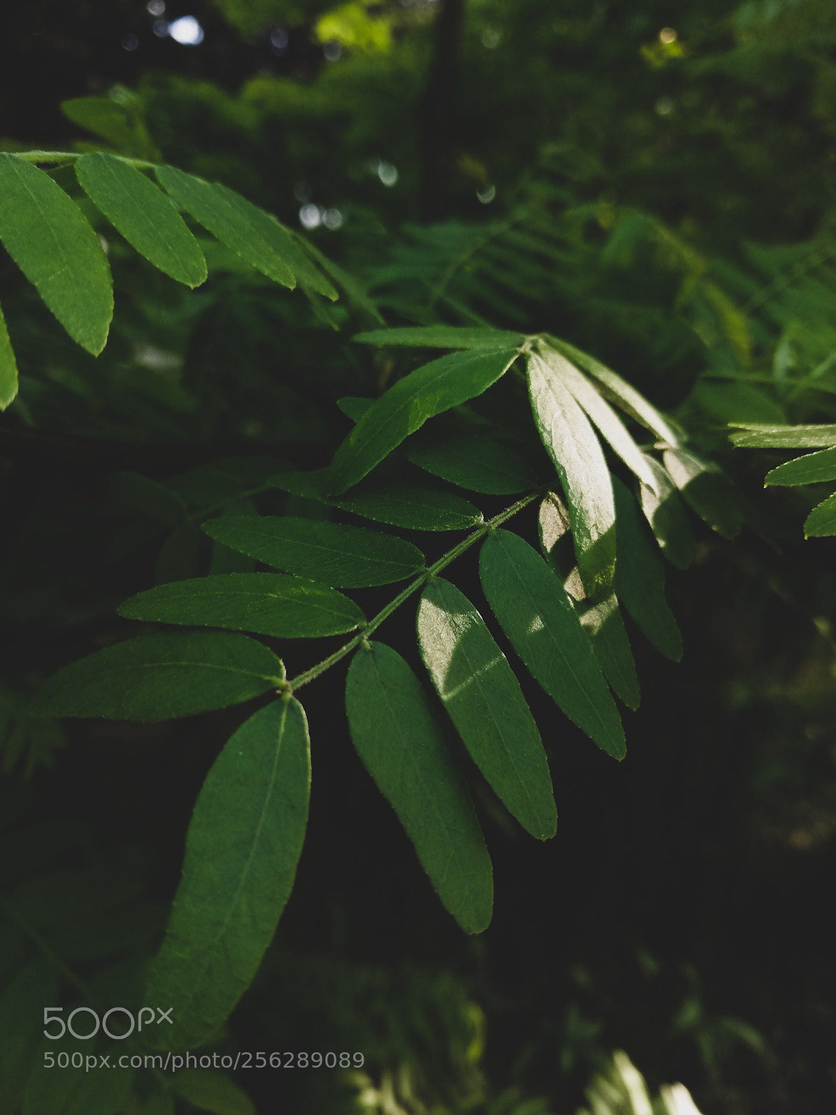 HUAWEI P20 lite sample photo. Untitled photography