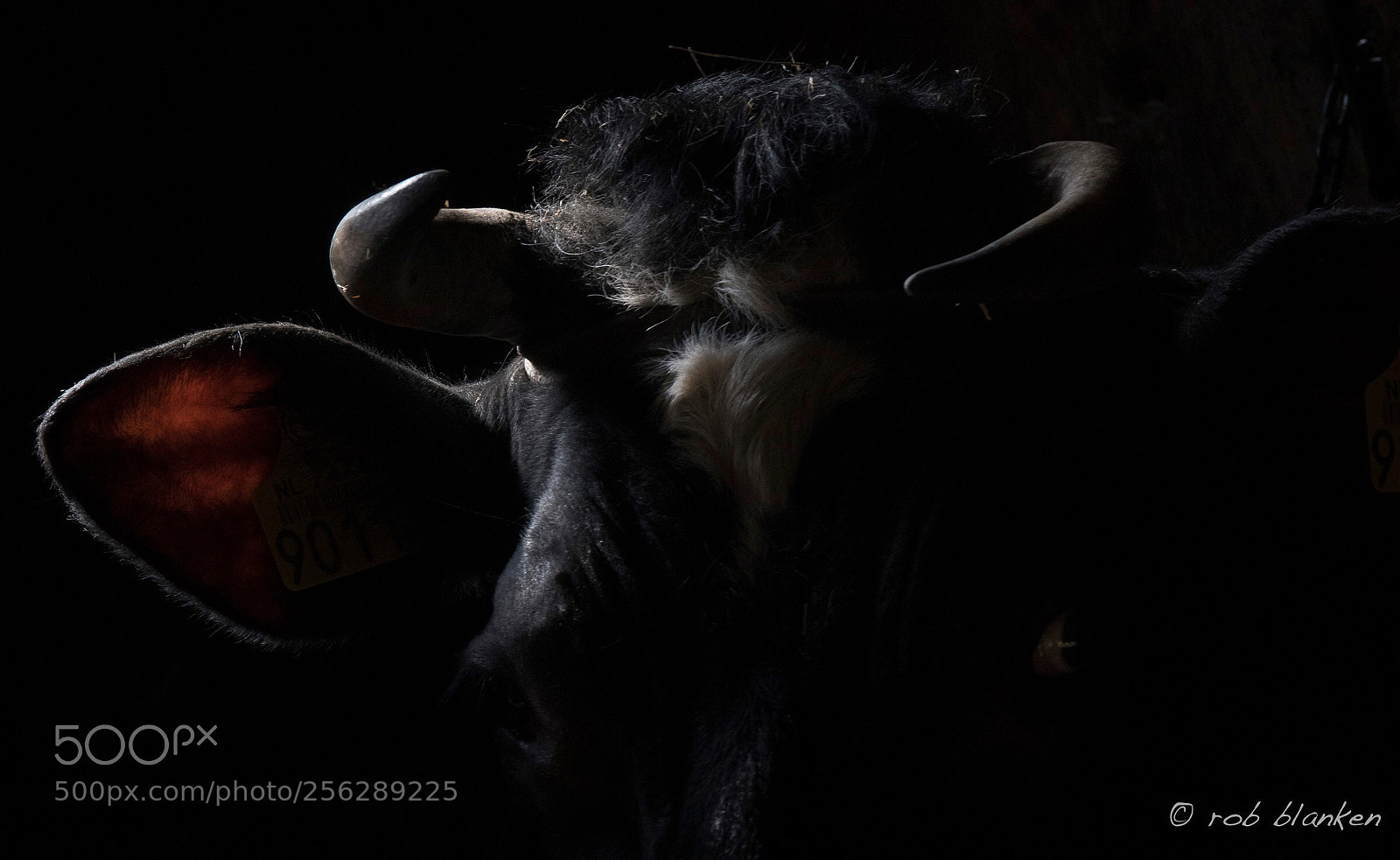 Nikon D850 sample photo. Cow (3) photography