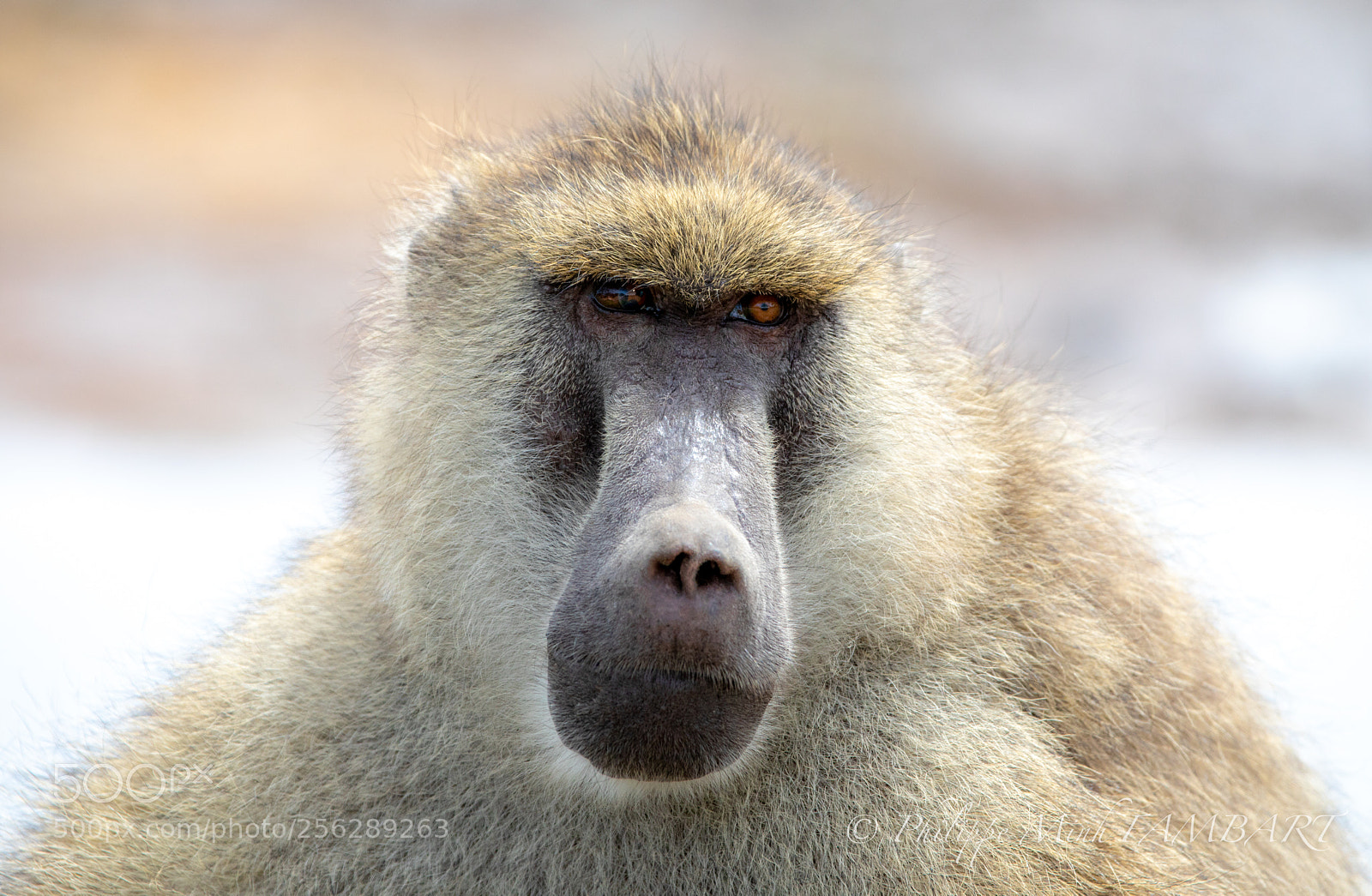 Canon EOS 5D Mark IV sample photo. Portrait of yellow baboon photography