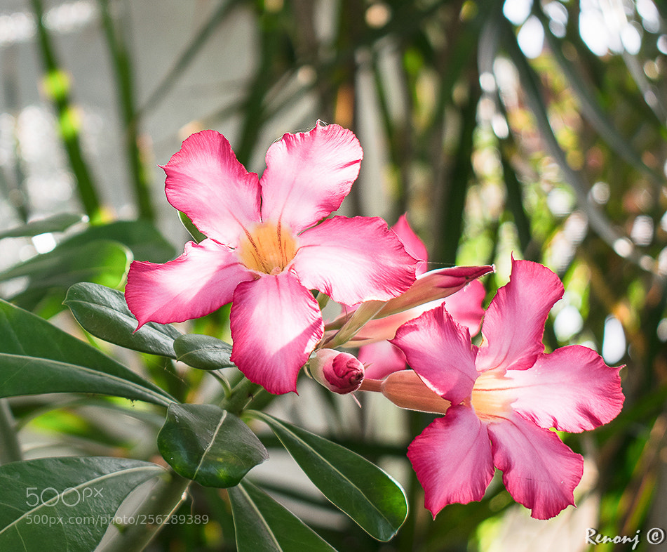 Nikon D5300 sample photo. Afternoon delight photography