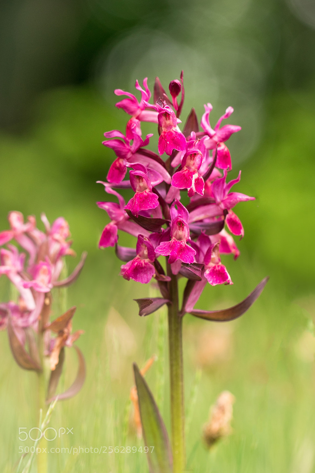 Canon EOS 80D sample photo. Elder-flowered orchid photography