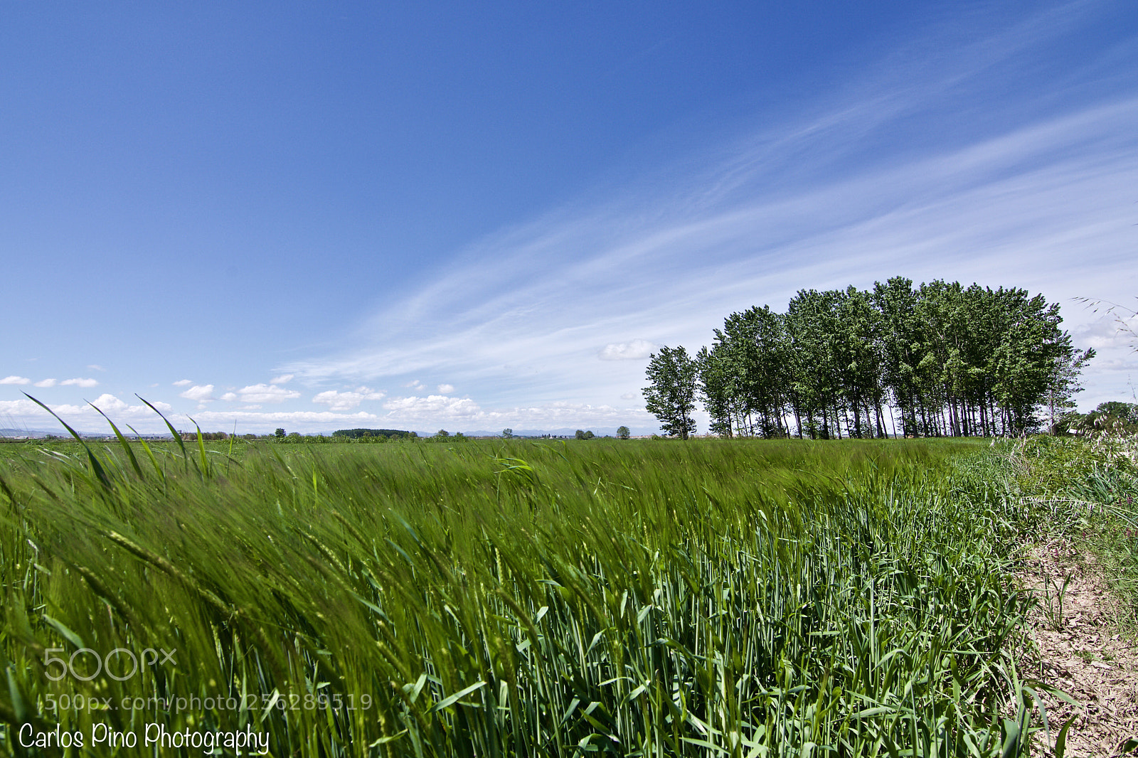 Nikon D7200 sample photo. Resistiendo el viento photography