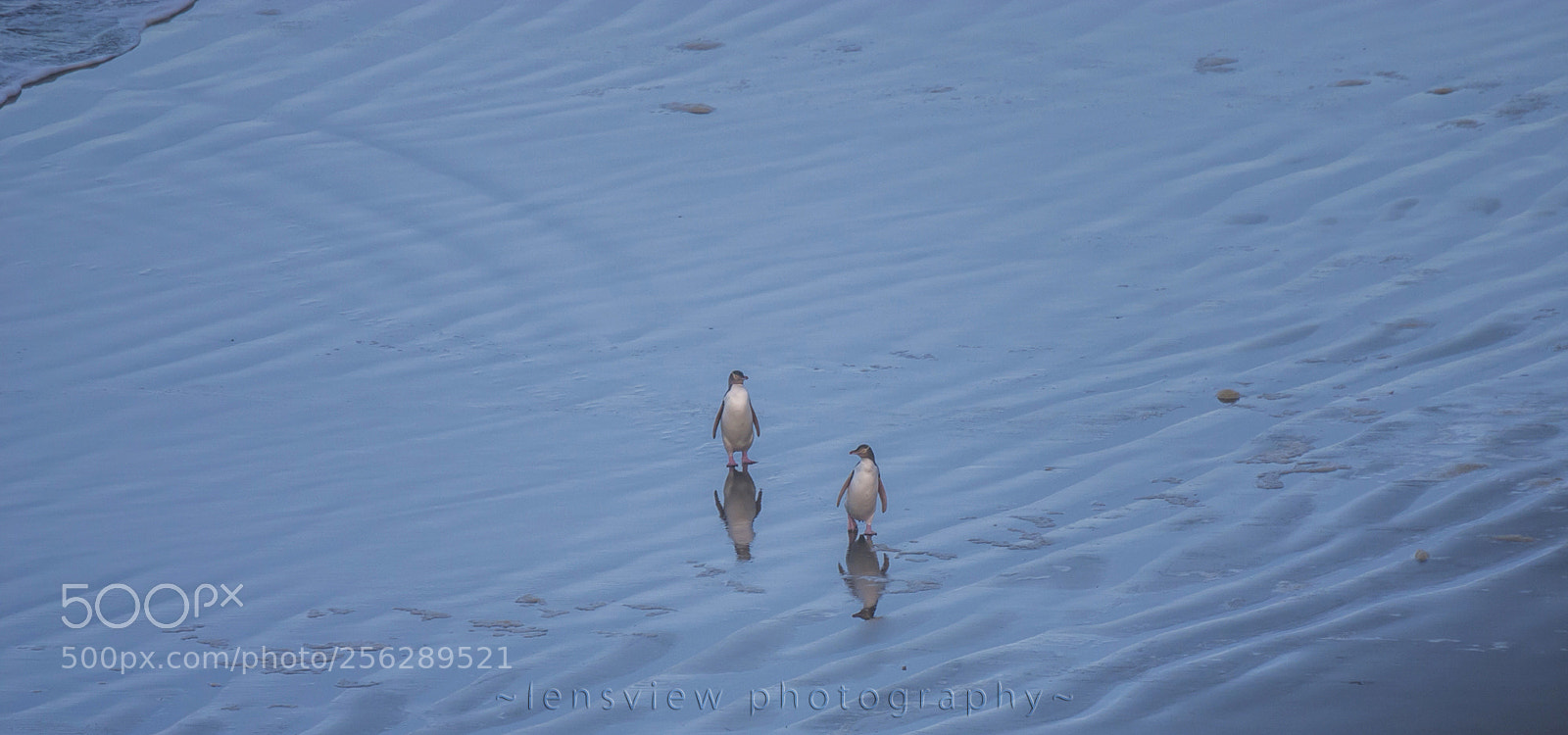 Canon EOS 10D sample photo. Yellow-eyed penguin (hoiho) photography