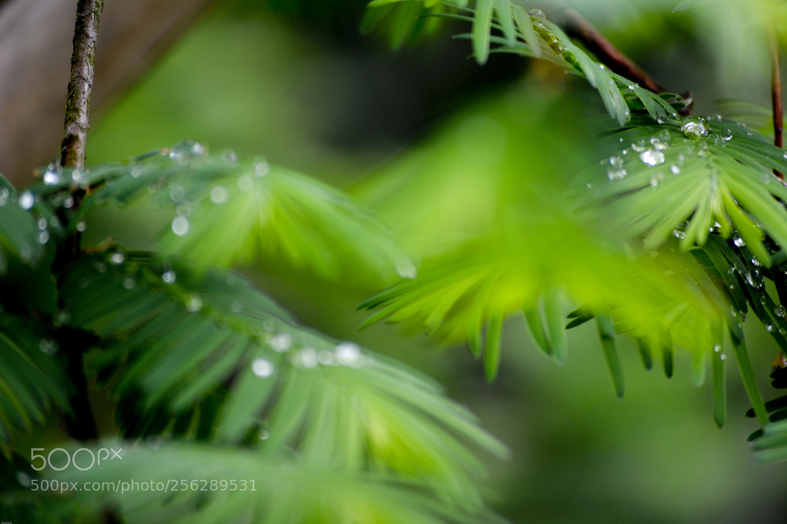 Nikon D5200 sample photo. Metasequoia photography