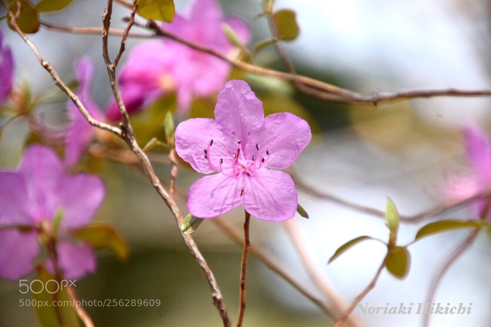 Nikon D5300 sample photo. Untitled photography