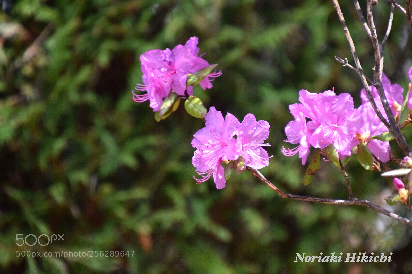 Nikon D5300 sample photo. Untitled photography