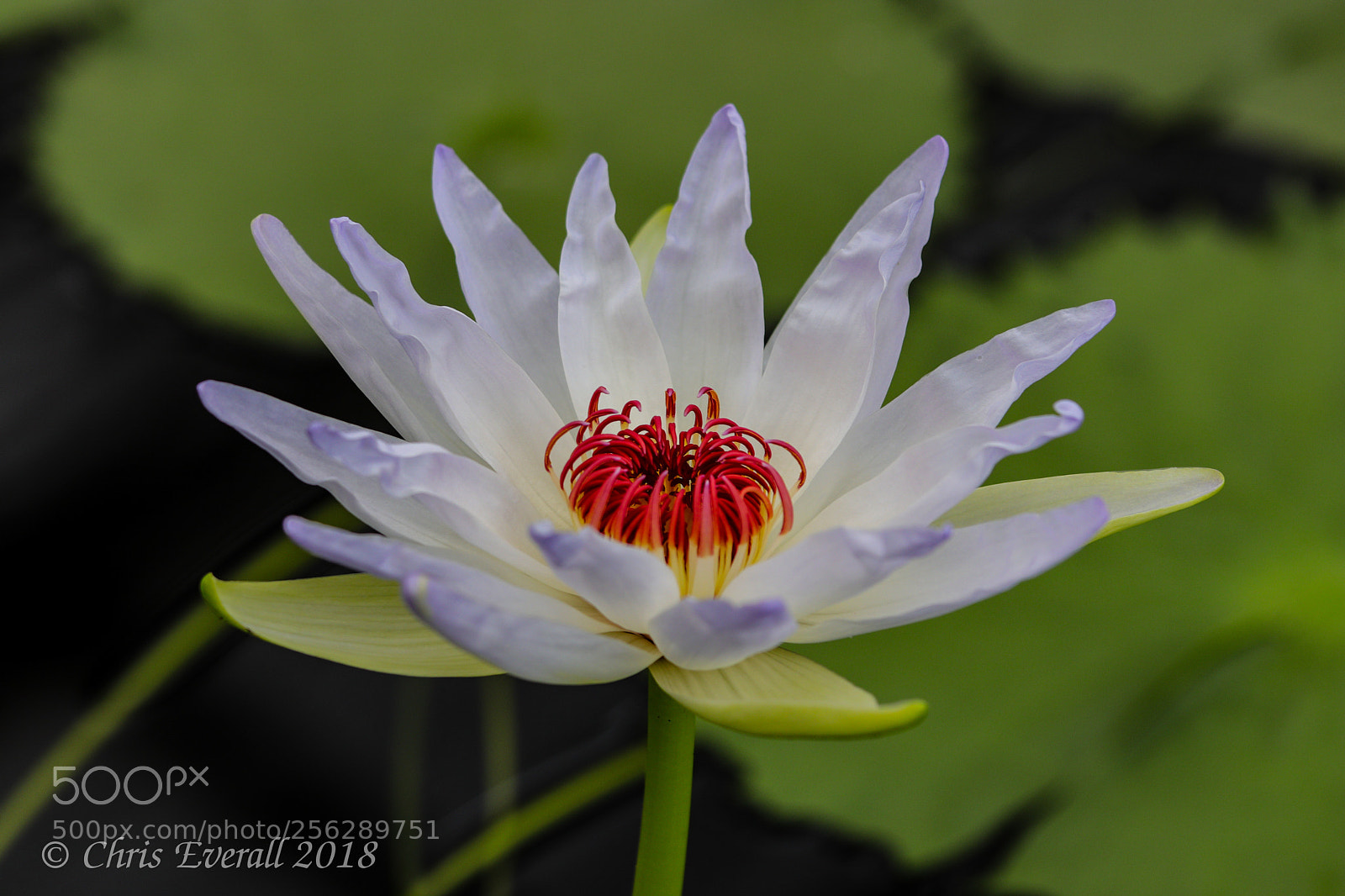 Canon EOS 77D (EOS 9000D / EOS 770D) sample photo. Water lilly photography