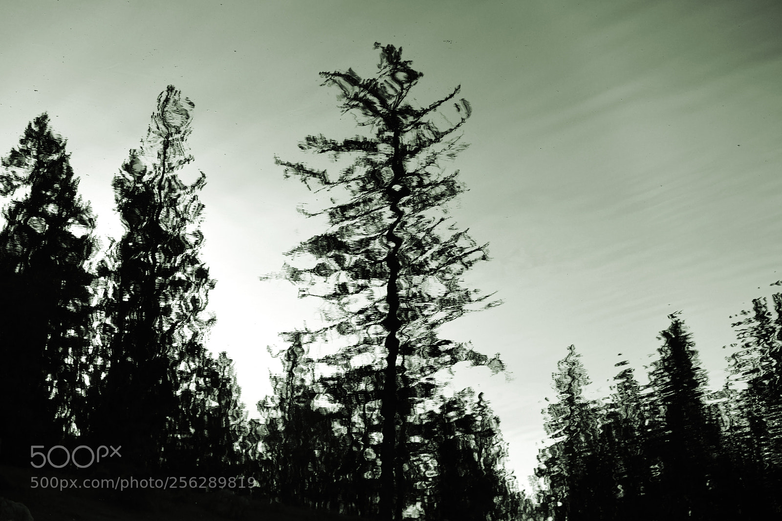 Nikon D850 sample photo. The reflection photography