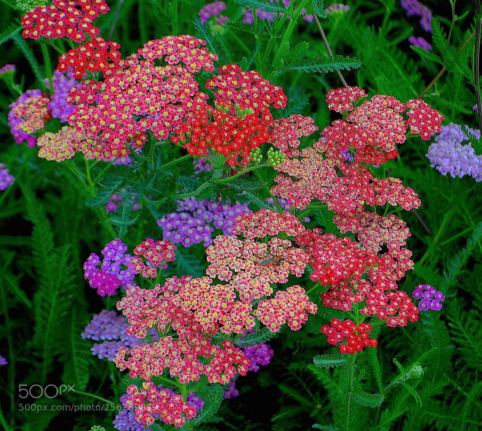 Nikon D5100 sample photo. Yarrow photography