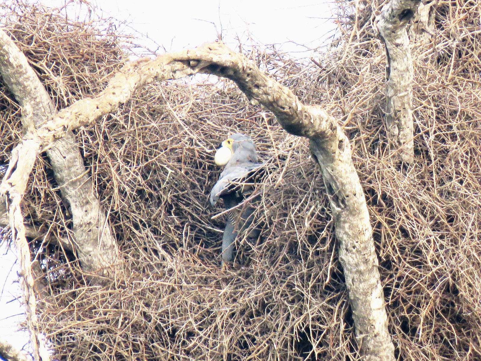 Canon PowerShot SX60 HS sample photo. Nesting photography