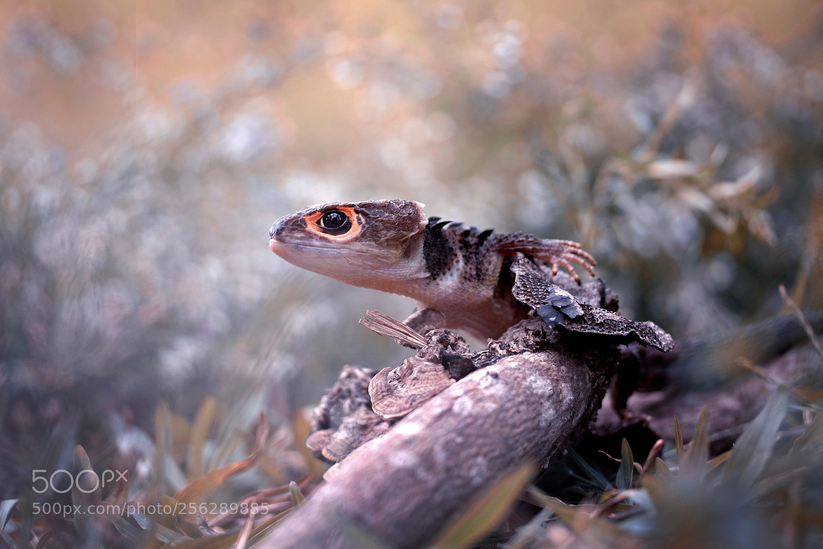 Canon EOS 60D sample photo. Red eye skink photography