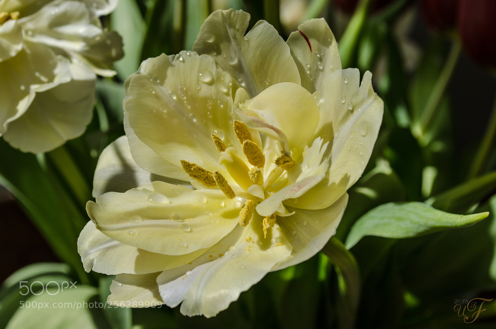 Nikon D5100 sample photo. Offene tulpe photography