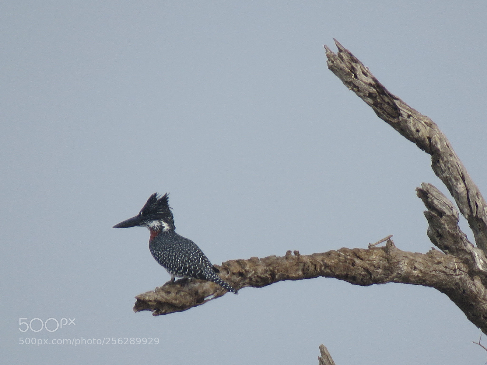 Canon PowerShot SX60 HS sample photo. Kingfisher photography