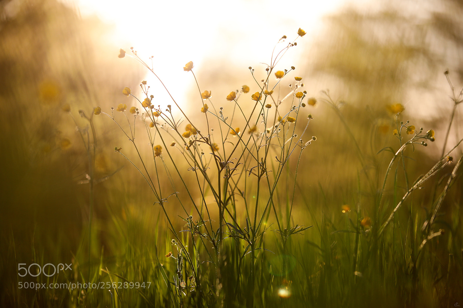 Canon EOS 5D Mark IV sample photo. Evening sun... photography