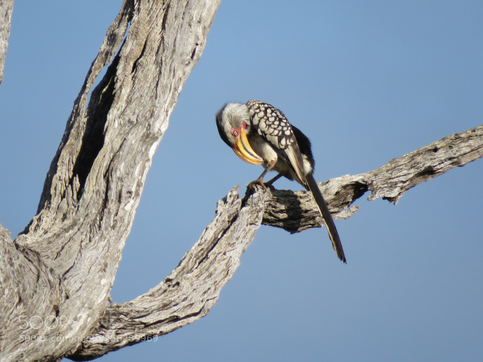 Canon PowerShot SX60 HS sample photo. Hornbill photography