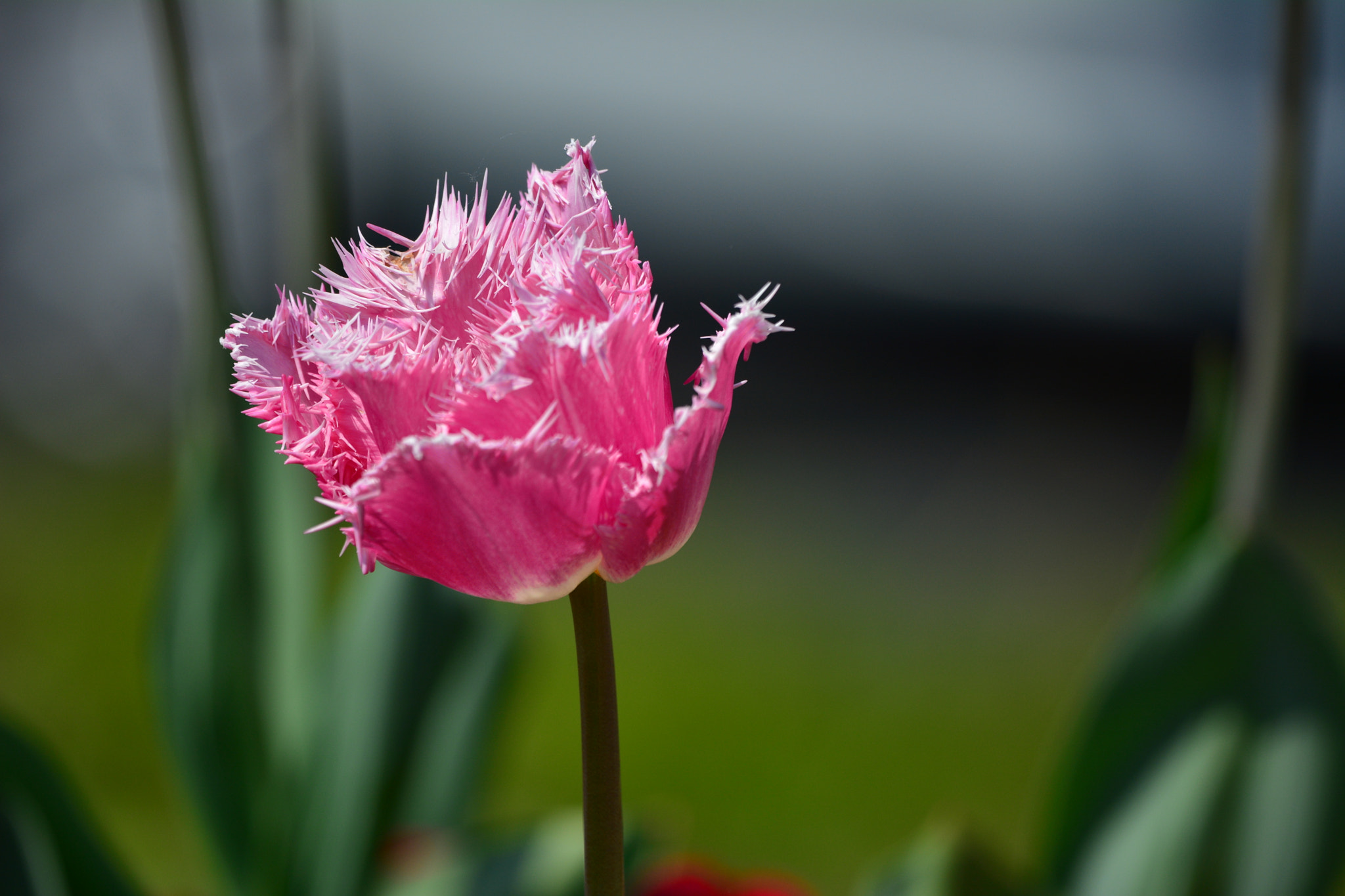 Nikon D7100 + Nikon Nikkor AF-S 300mm F4E PF ED VR sample photo. Tulipe frangée photography