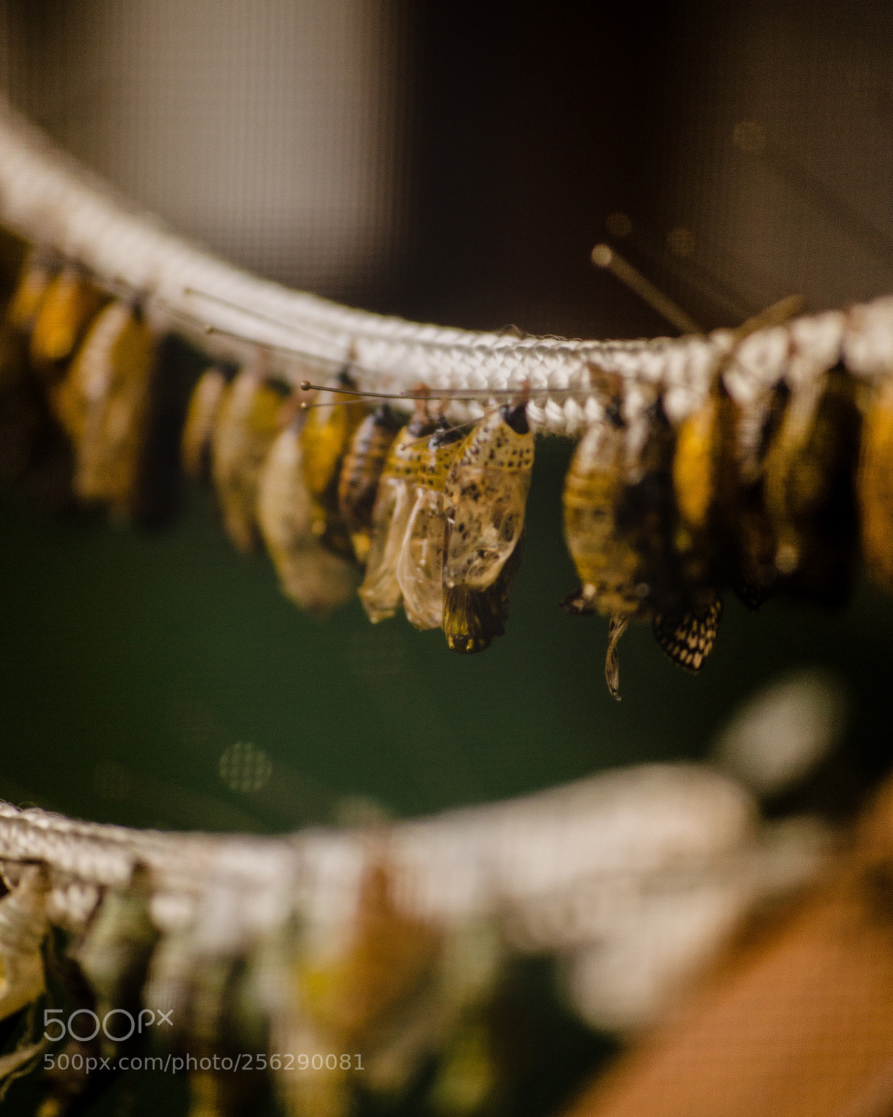 Nikon D3200 sample photo. Jardin de papillons photography