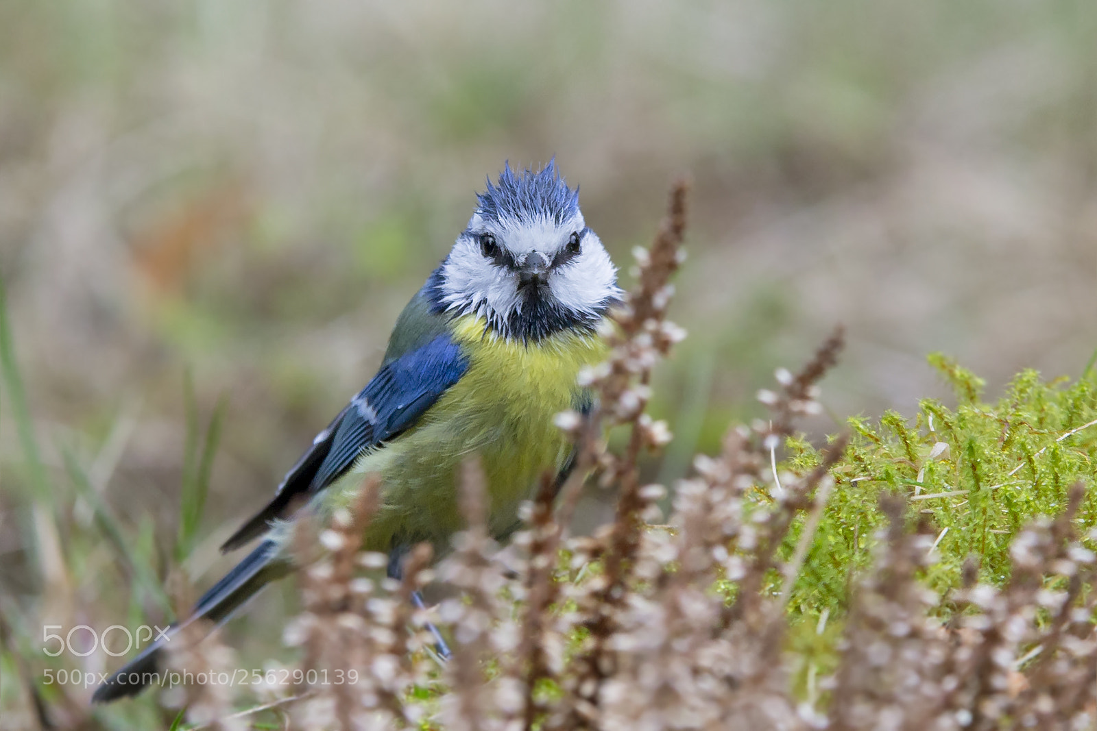 Canon EOS 6D sample photo. Blue tit in the photography
