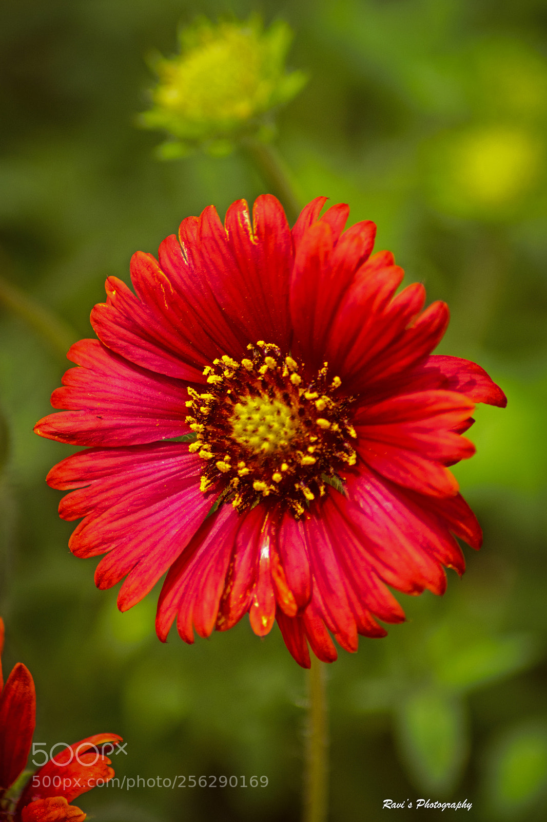 Nikon D5300 sample photo. The red photography