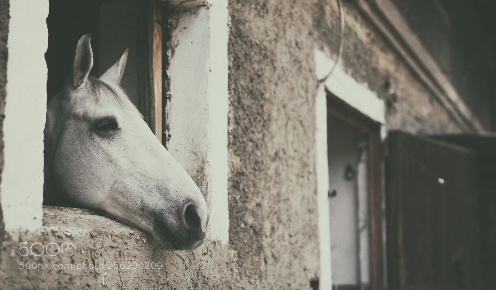 Nikon D5500 sample photo. White horse photography