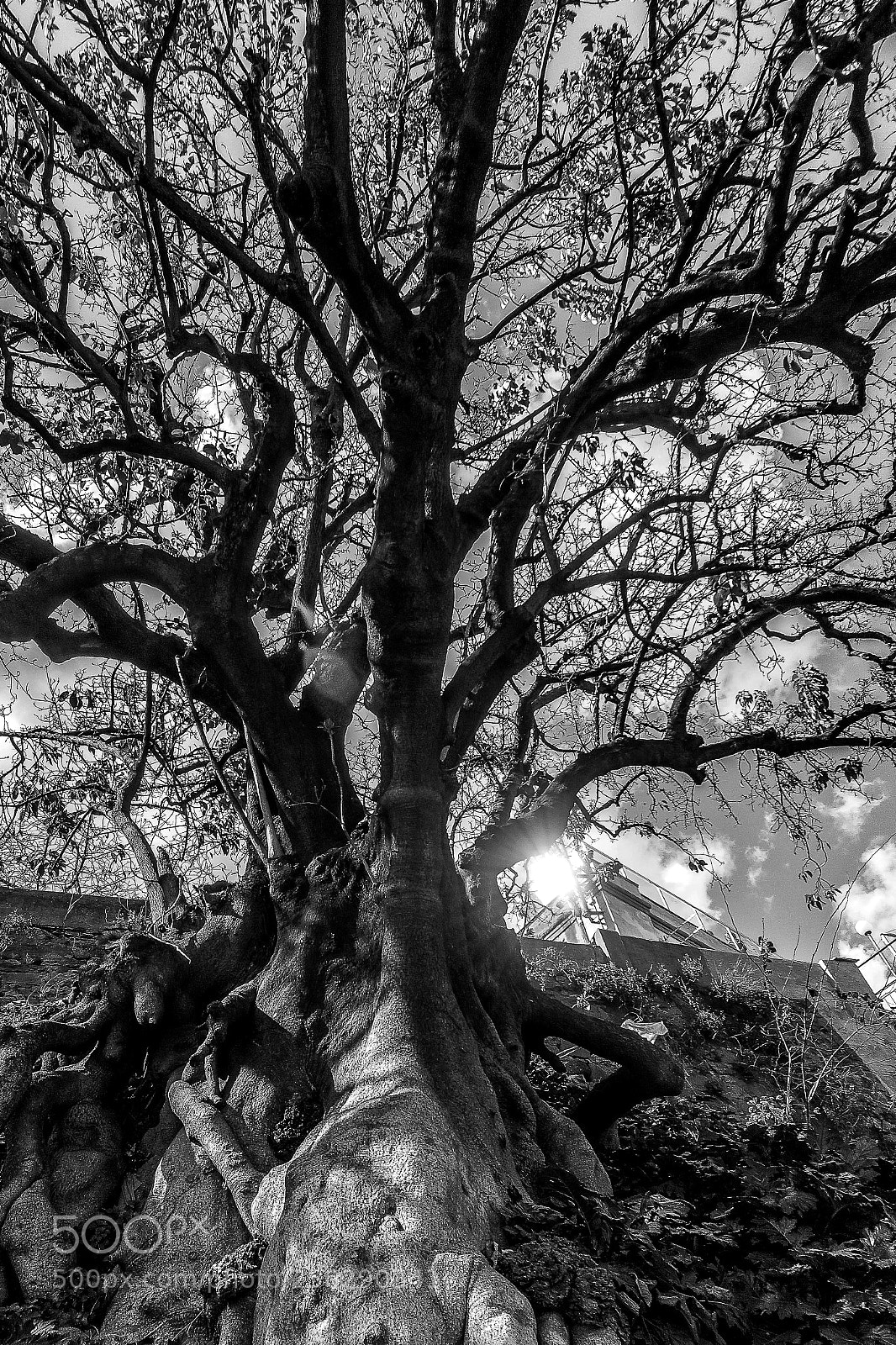 Sony Alpha NEX-7 sample photo. Branches photography