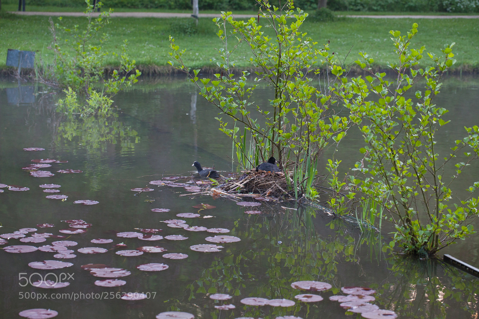 Canon EOS 5D Mark II sample photo. Coot photography