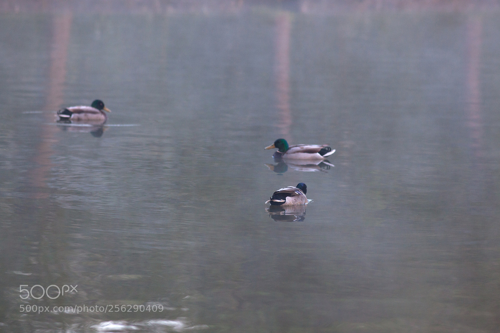 Canon EOS 5D Mark II sample photo. Trio photography