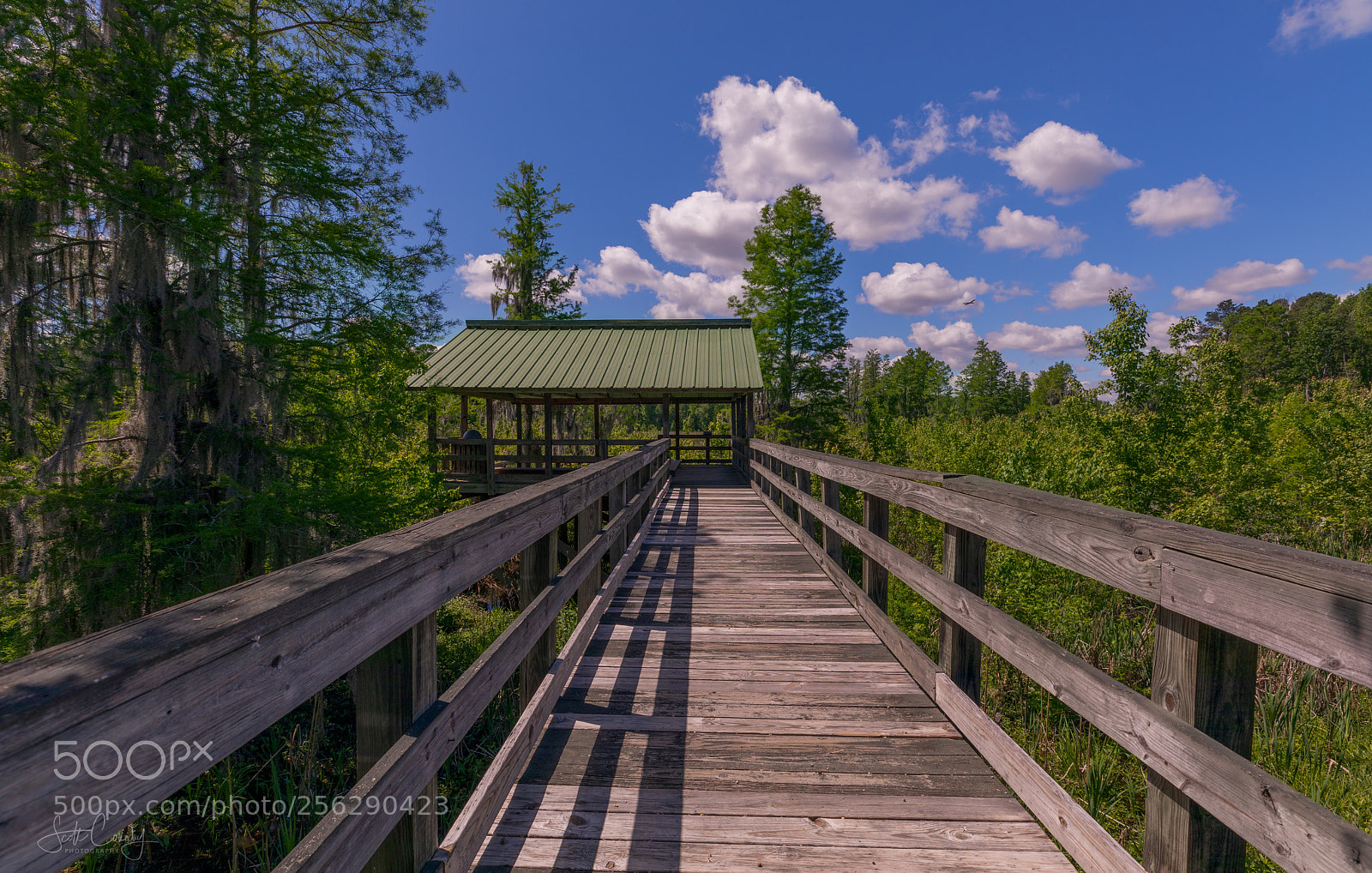 Canon EOS 5D Mark IV sample photo. Phinizy swamp nature park photography