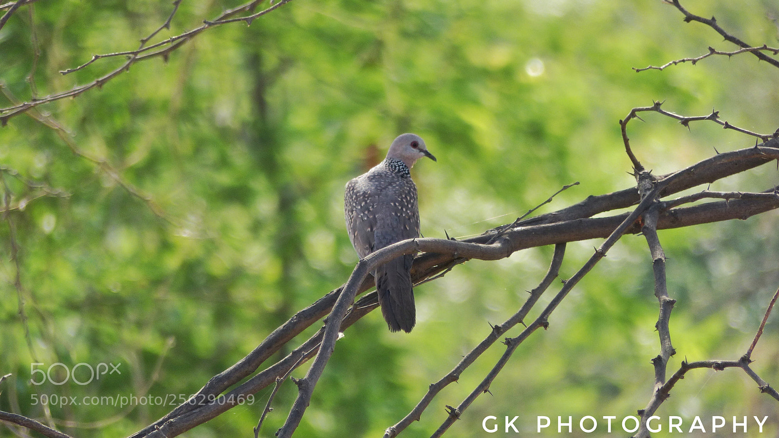 Panasonic Lumix DMC-FZ200 sample photo. Dove photography