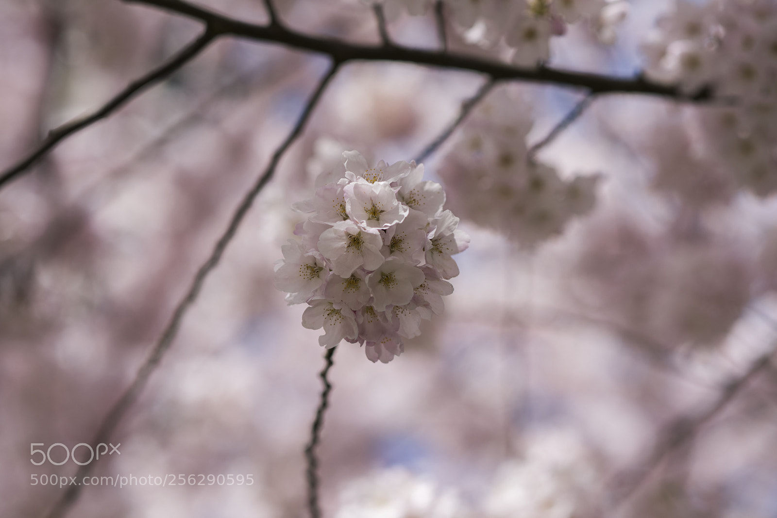 Nikon D810 sample photo. Cherry fluff photography
