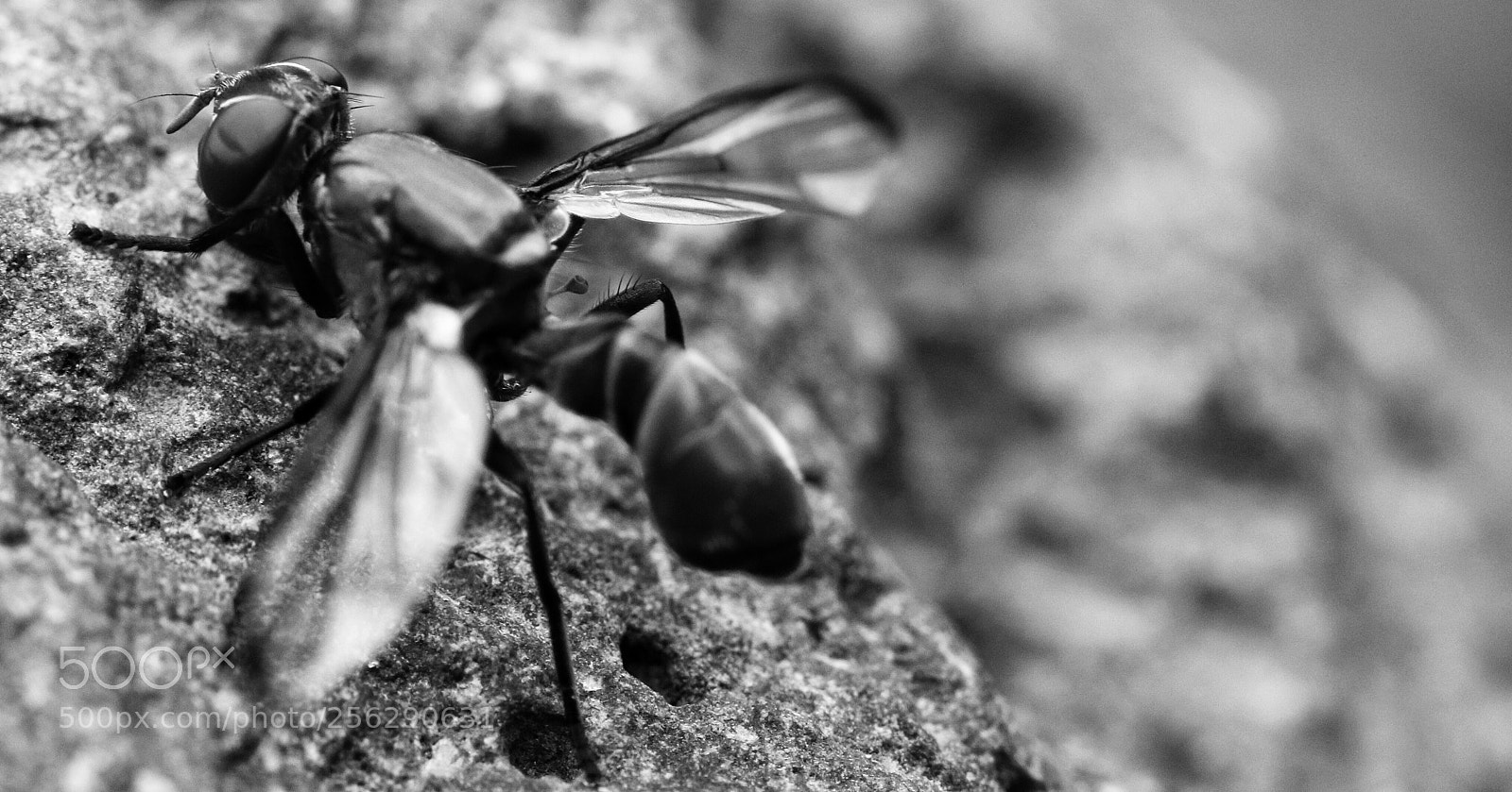 Canon EOS 70D sample photo. Insect show riot #6 photography