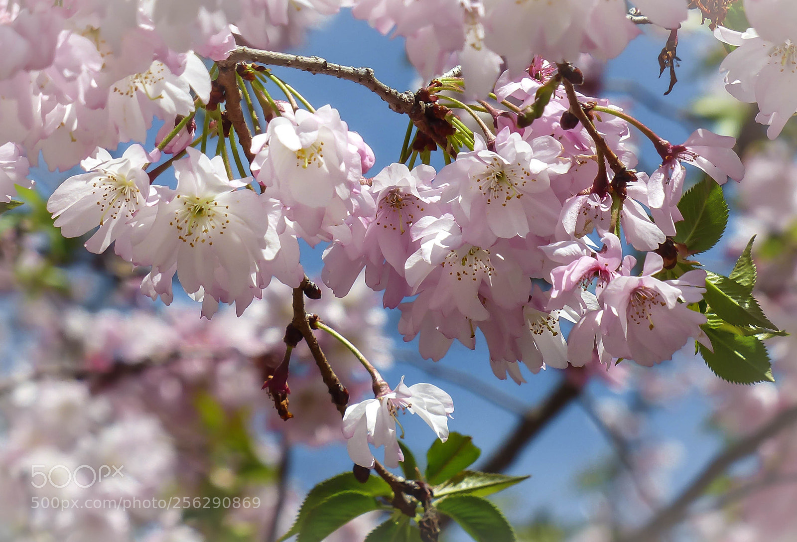 Panasonic Lumix DMC-FZ200 sample photo. Frills photography