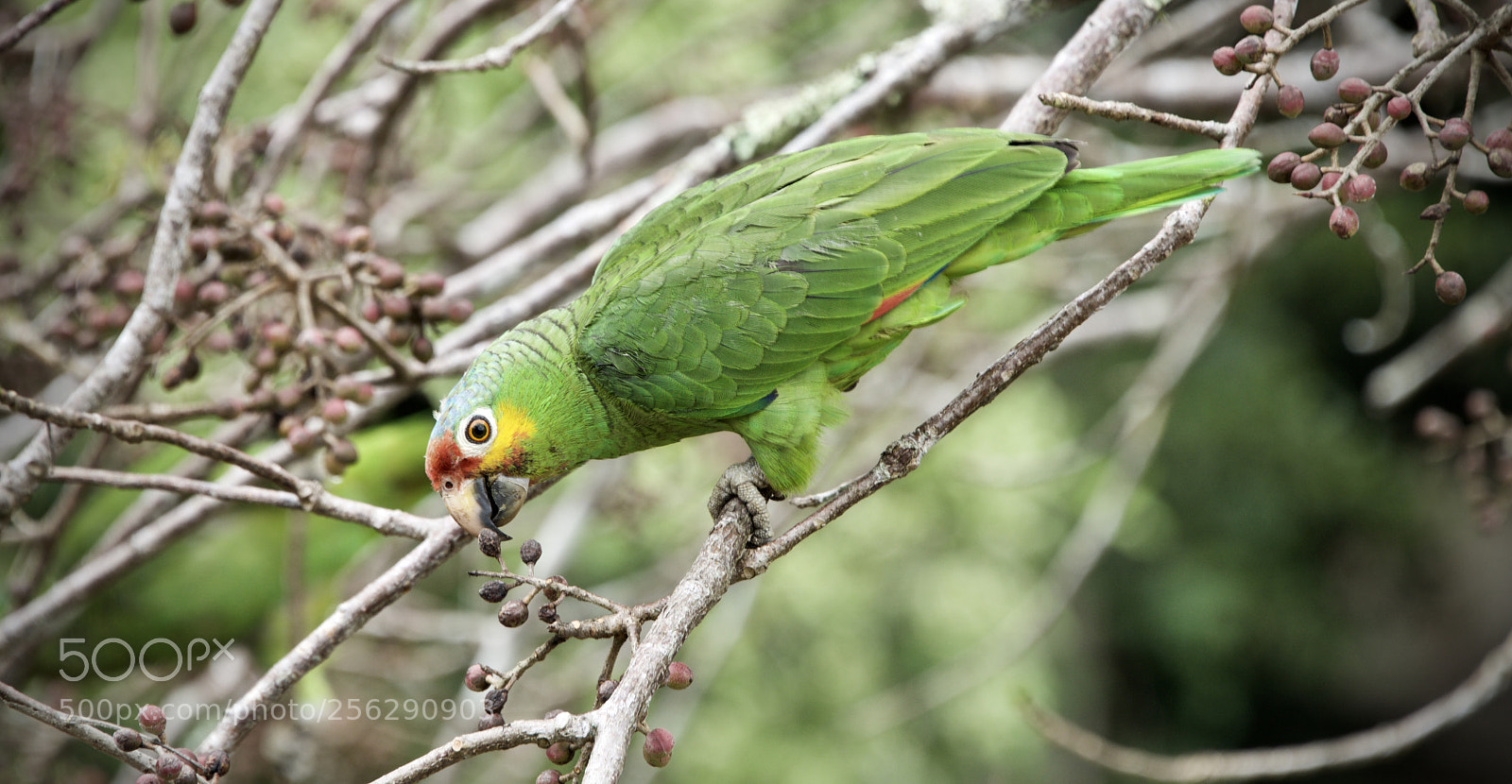 Nikon D810 sample photo. Red-fronted parrots photography