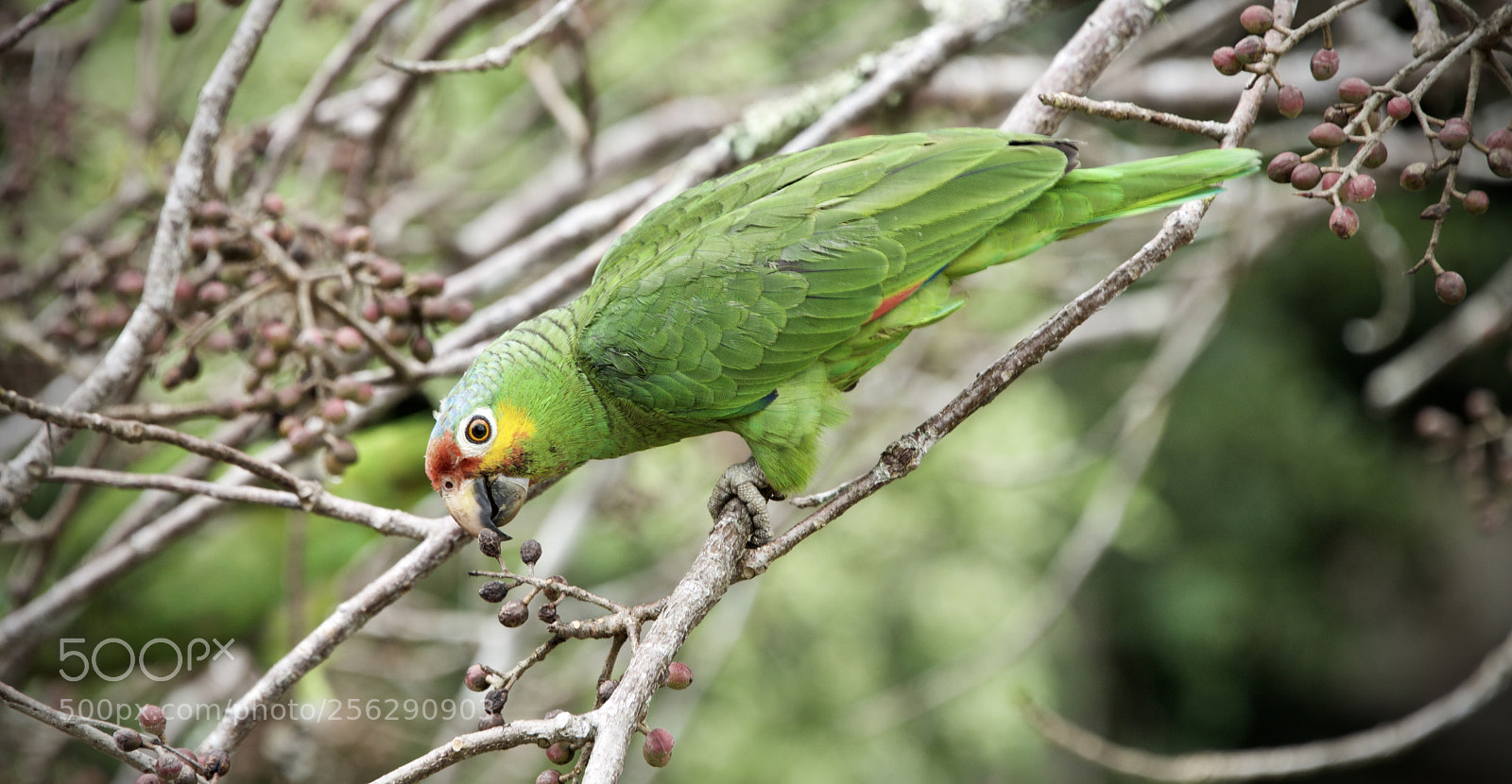 Nikon D810 sample photo. Red-fronted parrots photography