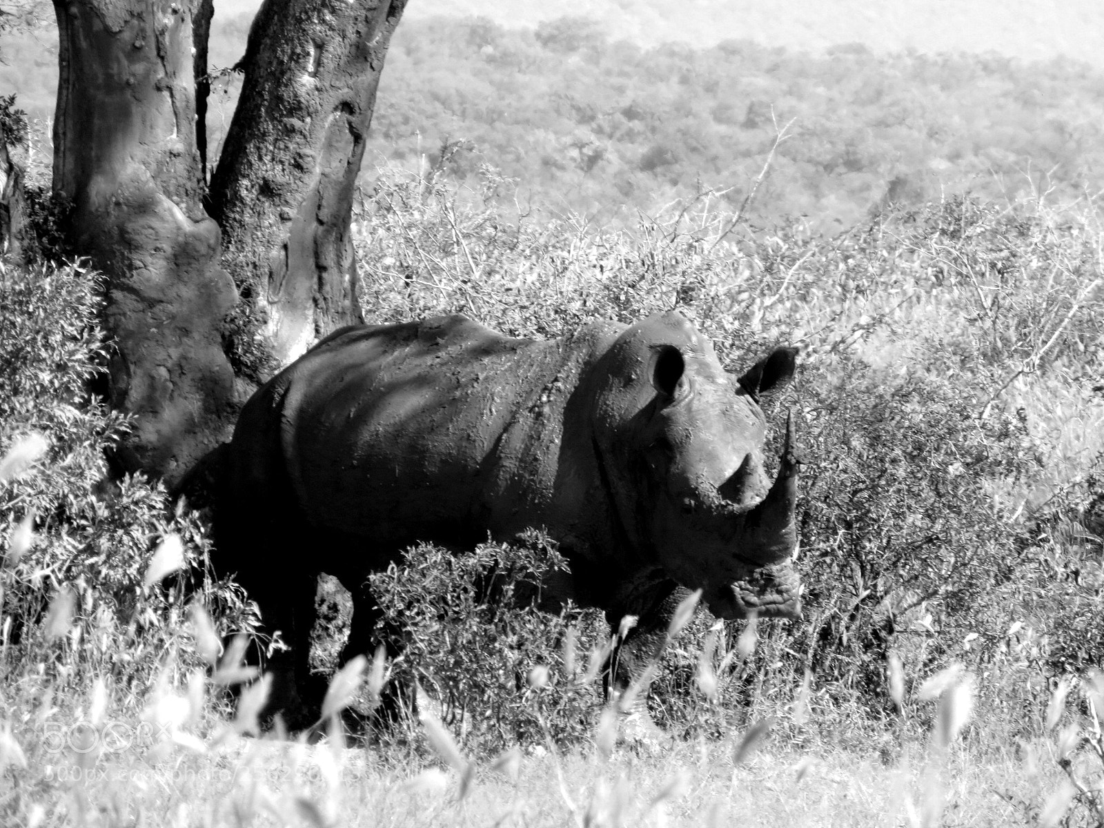 Canon PowerShot SX60 HS sample photo. Horned beast photography