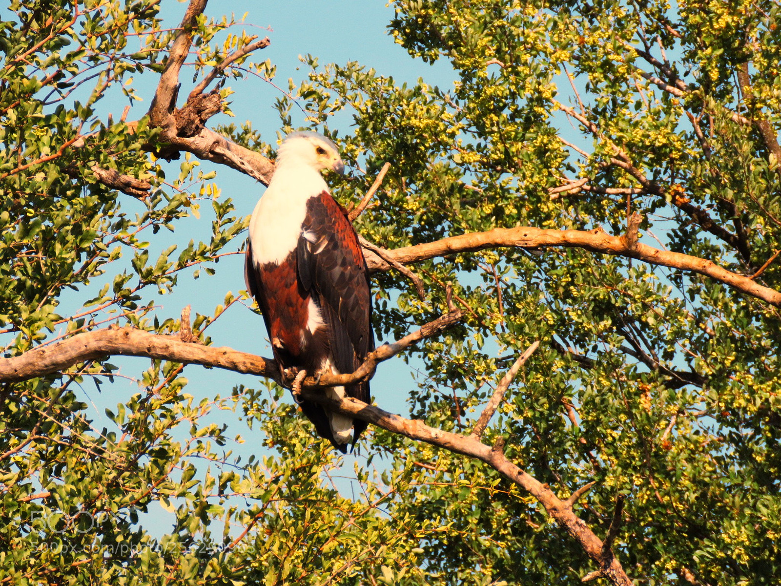 Canon PowerShot SX60 HS sample photo. African fish eagle photography