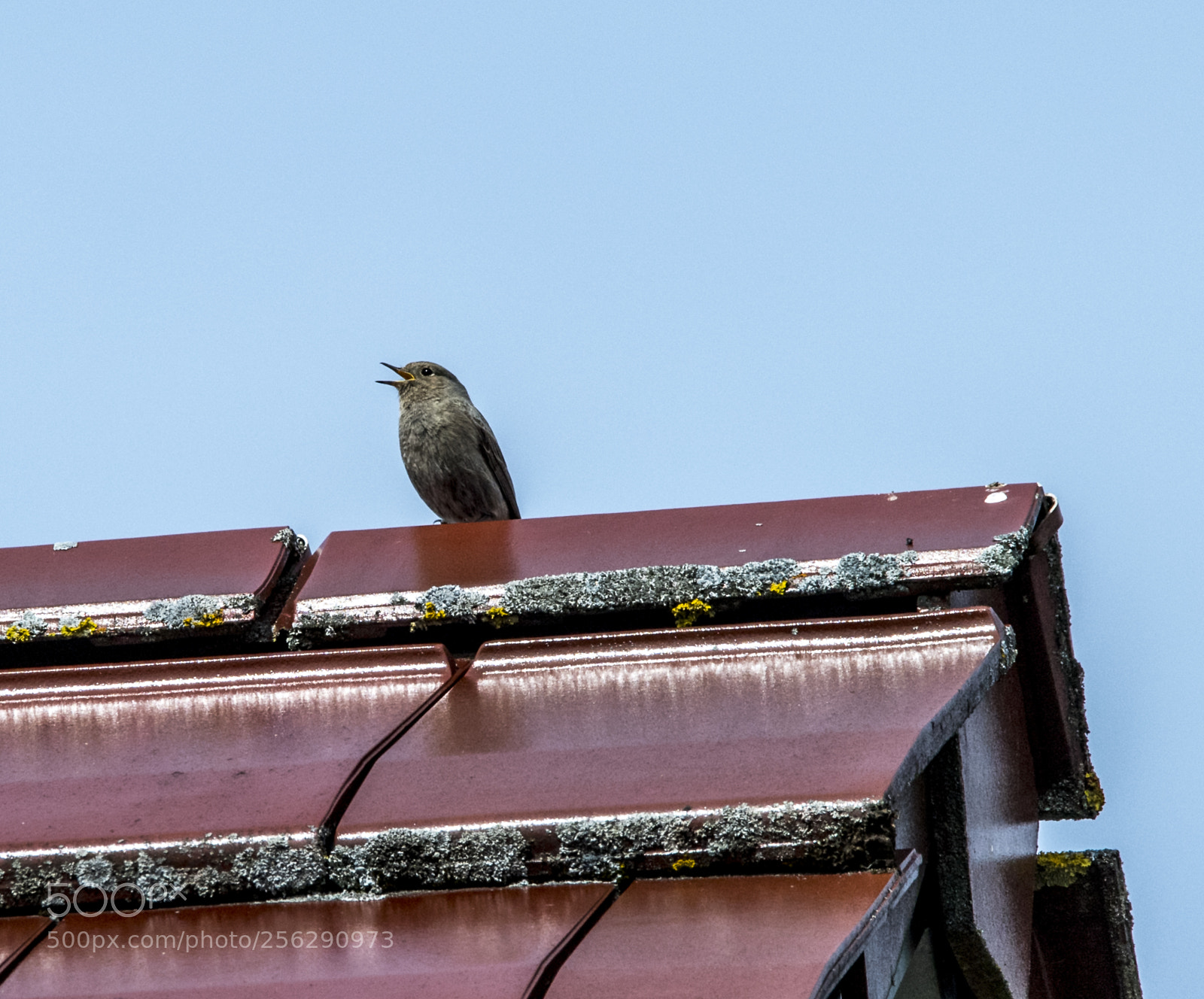 Nikon D5 sample photo. Singing on the roof photography