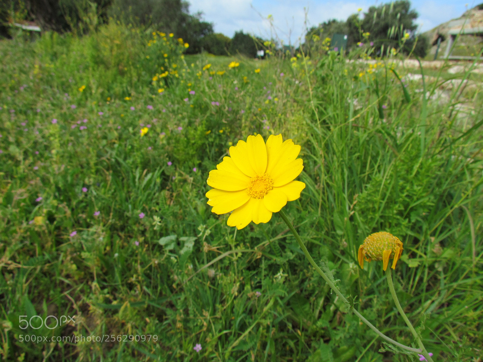 Canon PowerShot SX30 IS sample photo. Yellow optimistic photography