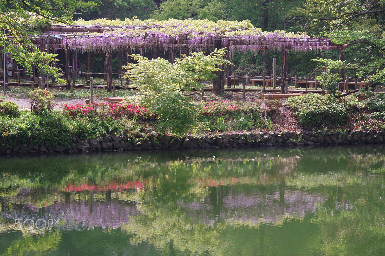 smc PENTAX-DA L 55-300mm F4-5.8 ED sample photo. Wisteria trelis photography