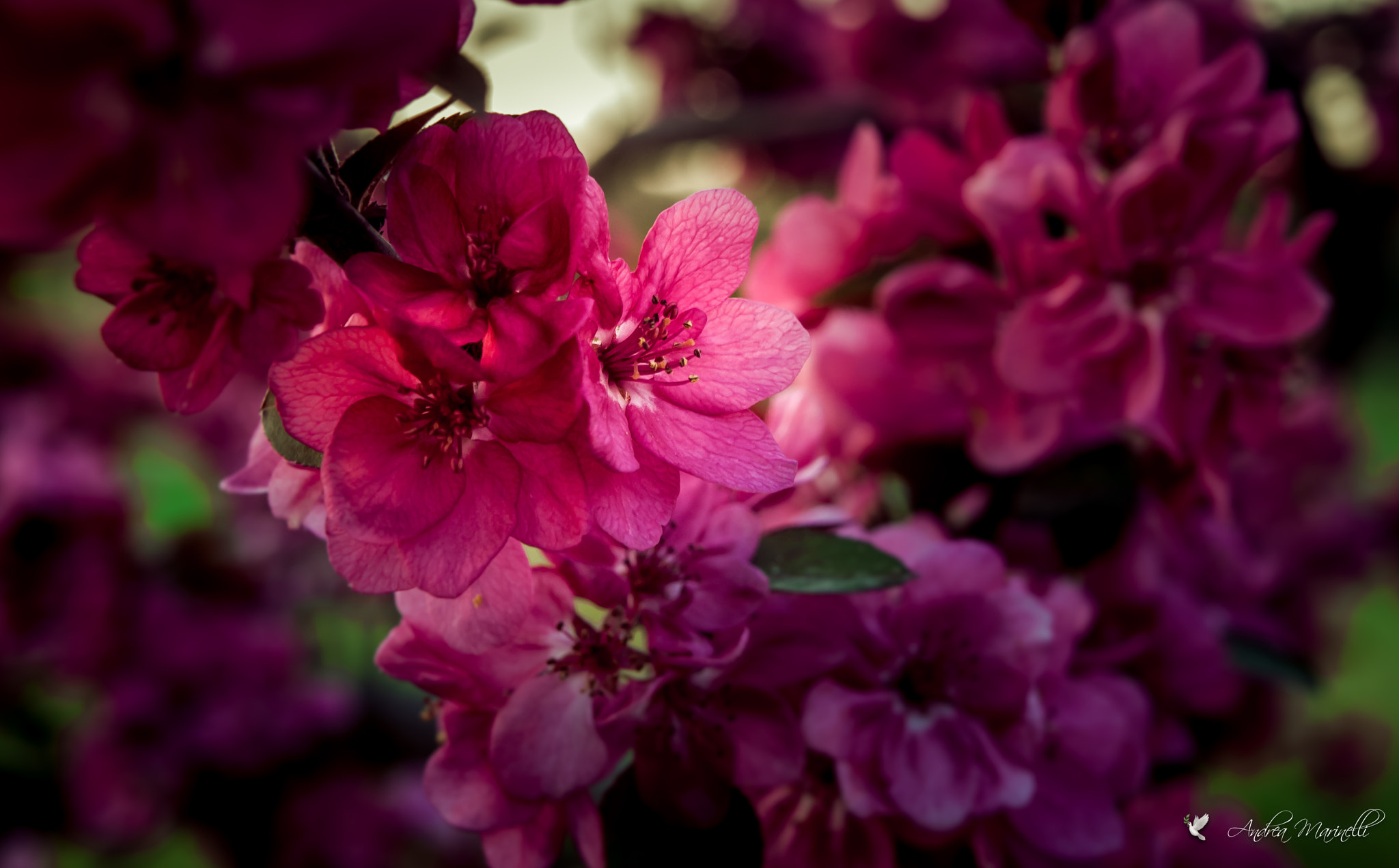Olympus E-620 (EVOLT E-620) sample photo. Apple blossom photography