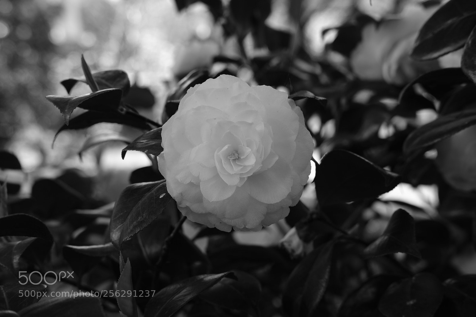 Fujifilm X-T20 sample photo. Rose photography