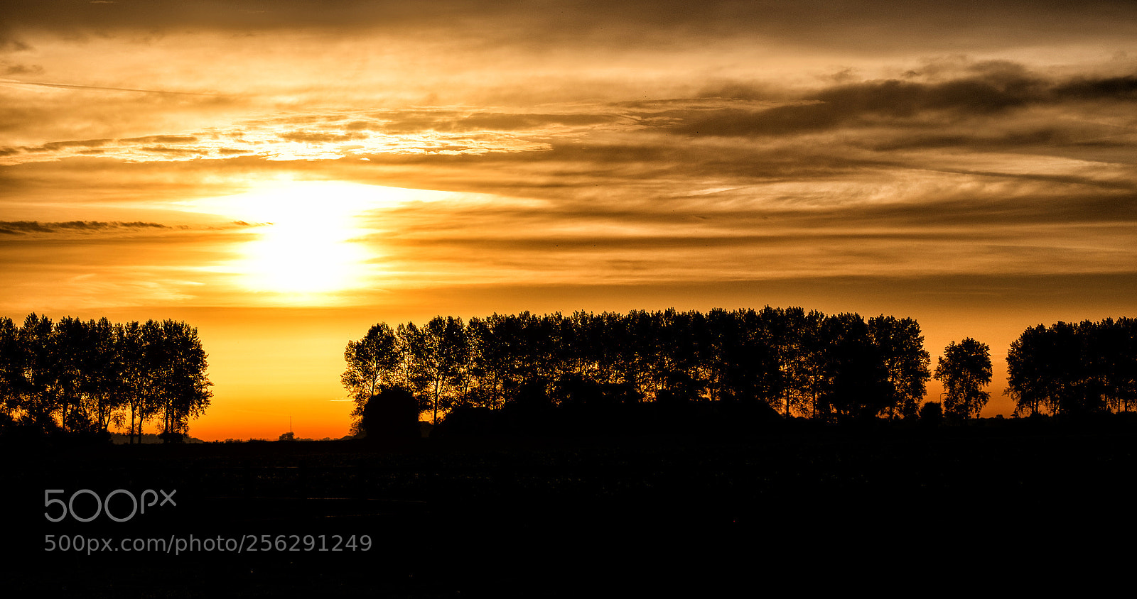 Fujifilm X-T1 sample photo. Trees and sun photography