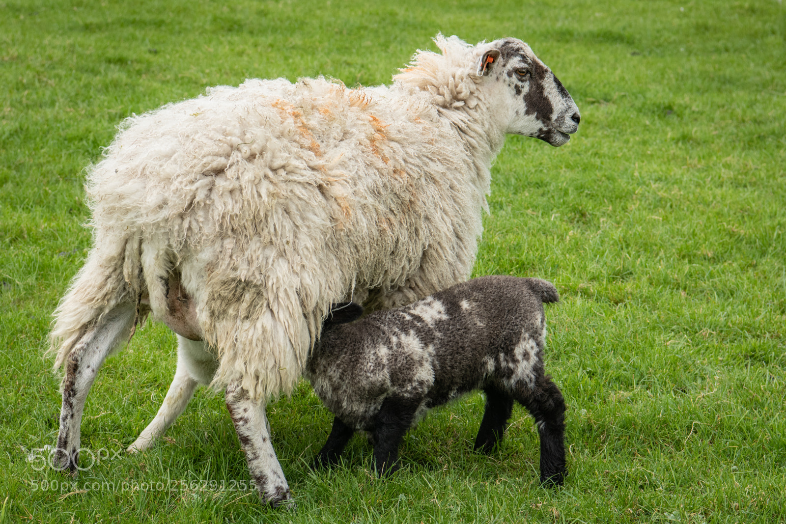Nikon D850 sample photo. Suckling lambs photography