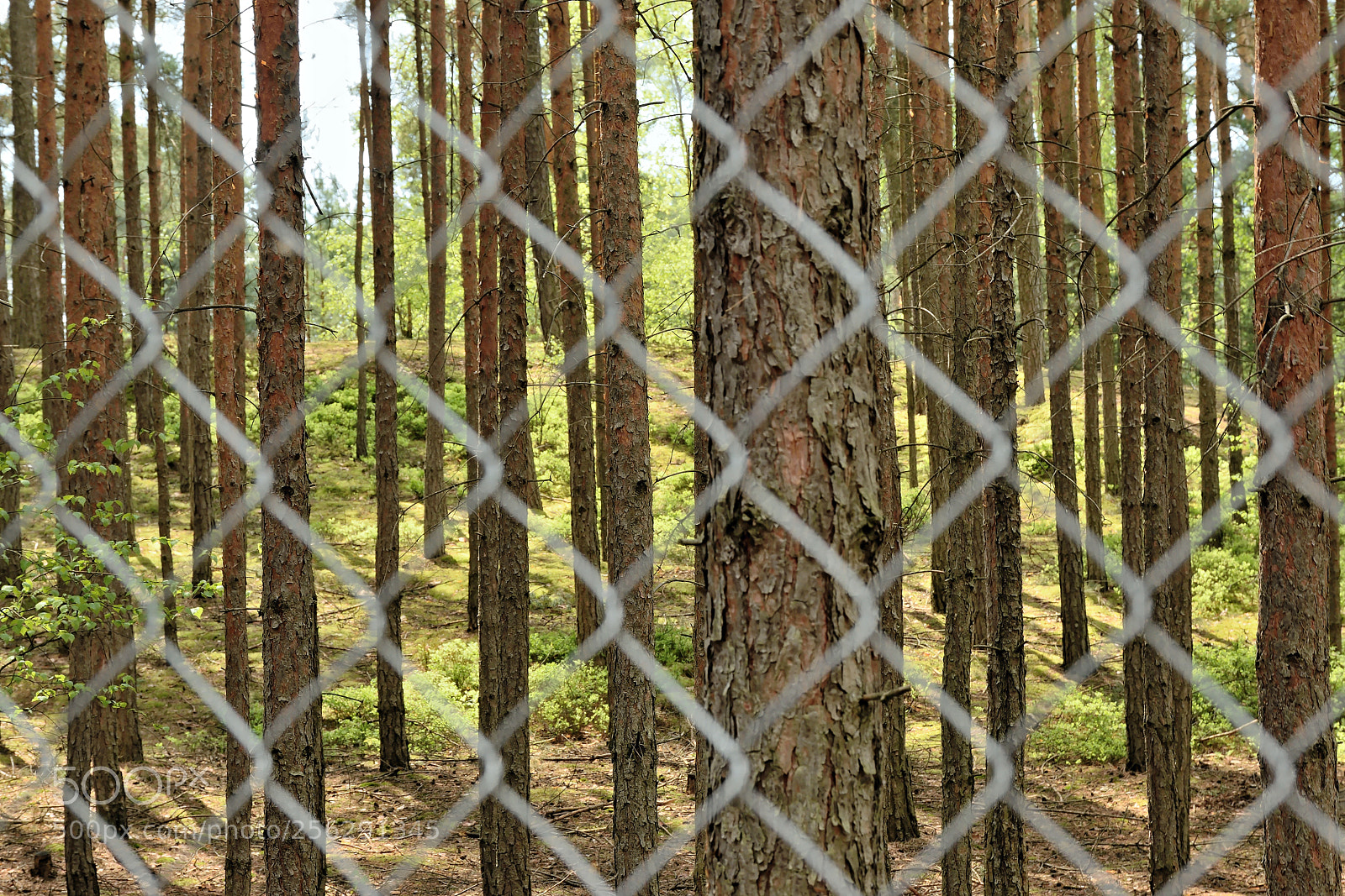 Nikon D5300 sample photo. Spring pine forest behind photography